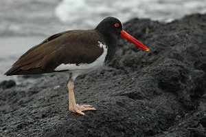 Oystercatcher, American, 2004-11056318